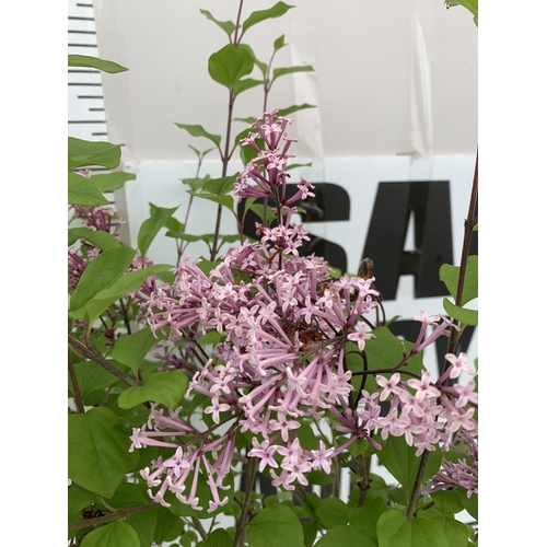 15 - TWO LILAC SYRINGA MEYERI 'PALIBIN' PINK IN A 2 LTR POT. A REPEAT BLOOMER WITH FANTASTIC SCENT. APPRO... 