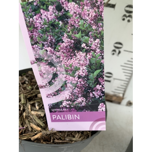 15 - TWO LILAC SYRINGA MEYERI 'PALIBIN' PINK IN A 2 LTR POT. A REPEAT BLOOMER WITH FANTASTIC SCENT. APPRO... 