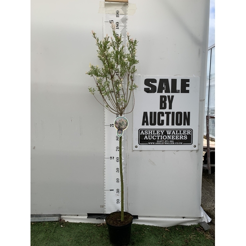 Lot 119       