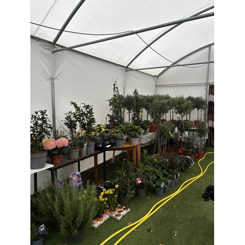 0 - WELCOME TO ASHLEY WALLER HORTICULTURE AUCTION ONLINE - LOTS ARE BEING ADDED DAILY
