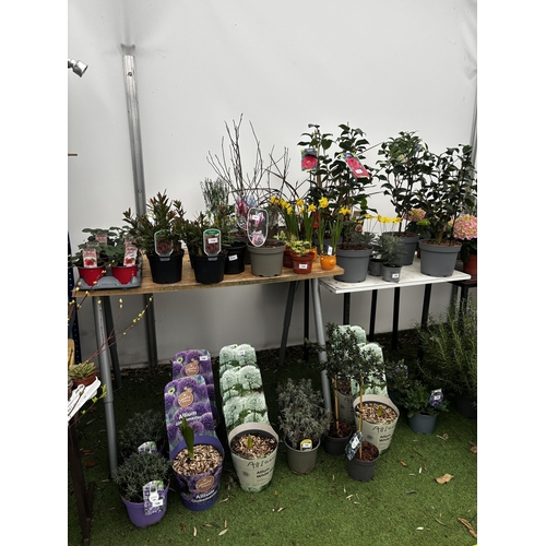 0 - WELCOME TO ASHLEY WALLER HORTICULTURE AUCTION ONLINE - LOTS ARE BEING ADDED DAILY
