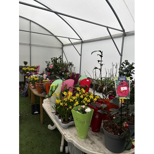 0 - WELCOME TO ASHLEY WALLER HORTICULTURE AUCTION ONLINE - LOTS ARE BEING ADDED DAILY
