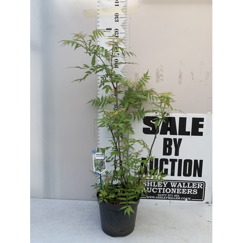 1 - ONE LARGE SORBARIA SORBIFOLIA 'CRIMSON FEATHER' IN A 7 LTR POT. APPROX 120CM TALL