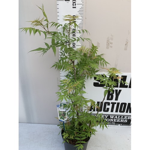 1 - ONE LARGE SORBARIA SORBIFOLIA 'CRIMSON FEATHER' IN A 7 LTR POT. APPROX 120CM TALL