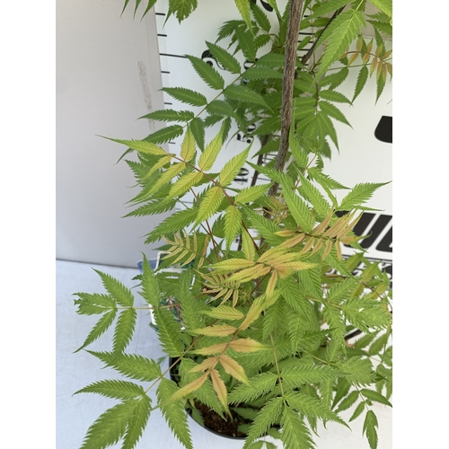 1 - ONE LARGE SORBARIA SORBIFOLIA 'CRIMSON FEATHER' IN A 7 LTR POT. APPROX 120CM TALL