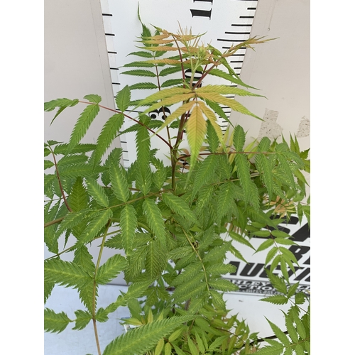 1 - ONE LARGE SORBARIA SORBIFOLIA 'CRIMSON FEATHER' IN A 7 LTR POT. APPROX 120CM TALL