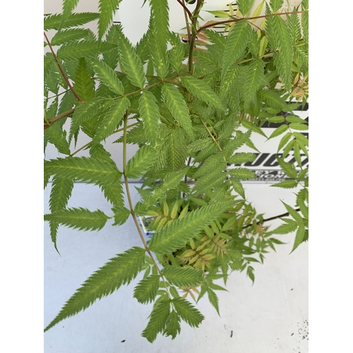 1 - ONE LARGE SORBARIA SORBIFOLIA 'CRIMSON FEATHER' IN A 7 LTR POT. APPROX 120CM TALL