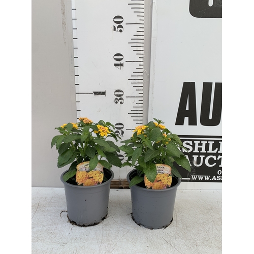 Lot 104       