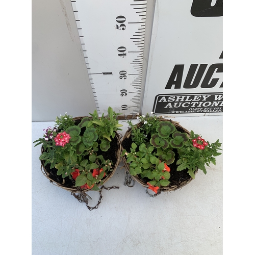 11 - TWO WICKER HANGING BASKETS FILLED WITH MIXED BEDDING TO INCLUDE GERANIUMS, VERBENA SPARKLE, LOBELIA,... 