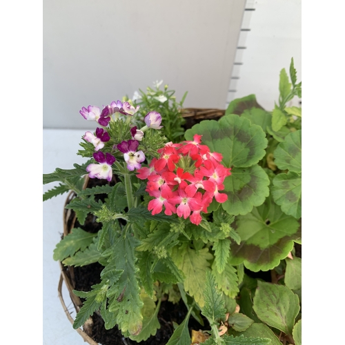 11 - TWO WICKER HANGING BASKETS FILLED WITH MIXED BEDDING TO INCLUDE GERANIUMS, VERBENA SPARKLE, LOBELIA,... 