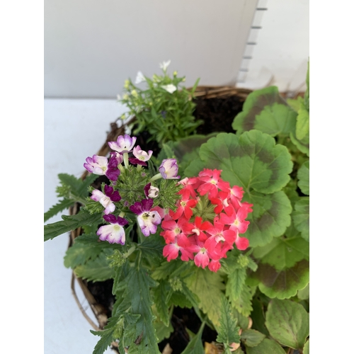 11 - TWO WICKER HANGING BASKETS FILLED WITH MIXED BEDDING TO INCLUDE GERANIUMS, VERBENA SPARKLE, LOBELIA,... 