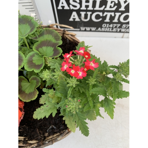 11 - TWO WICKER HANGING BASKETS FILLED WITH MIXED BEDDING TO INCLUDE GERANIUMS, VERBENA SPARKLE, LOBELIA,... 