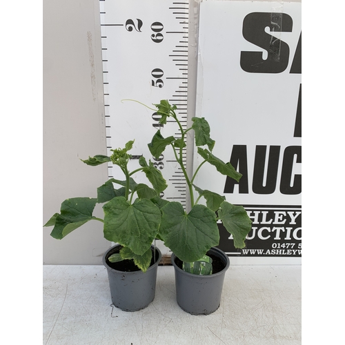 Lot 111       