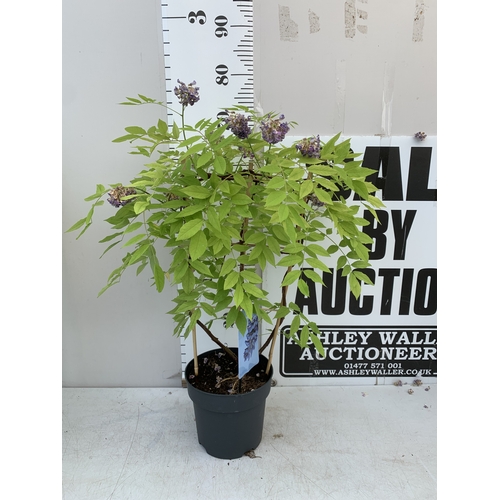 Lot 115       