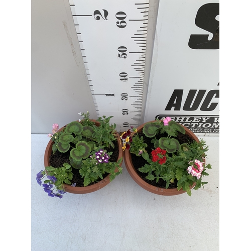 12 - TWO PLANTERS FILLED WITH MIXED BEDDING - GERANIUMS, VERBENA SPARKLE, BEGONIA NON STOPS, VOILA AND LO... 