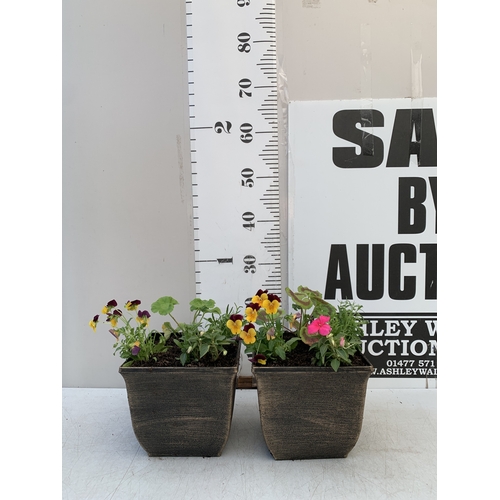 13 - TWO PLANTERS FILLED WITH MIXED BEDDING TO INCLUDE GERANIUMS, LOBELIA, BUSY LIZZIES AND VOILA ETC. PO... 