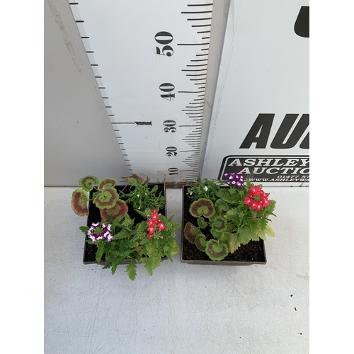 14 - TWO PLANTERS FILLED WITH MIXED BEDDING TO INCLUDE GERANIUMS, LOBELIA,  AND VERBENA SPARKLE ETC. POTS... 