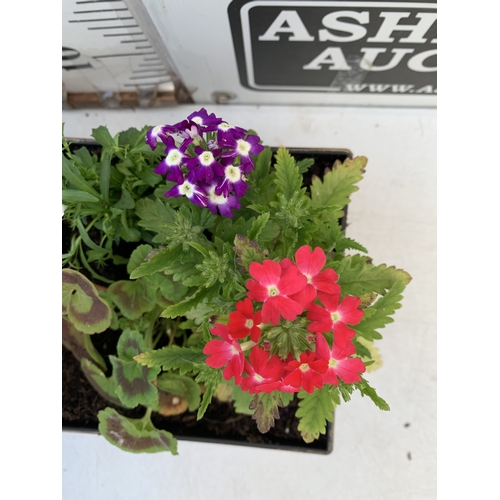 14 - TWO PLANTERS FILLED WITH MIXED BEDDING TO INCLUDE GERANIUMS, LOBELIA,  AND VERBENA SPARKLE ETC. POTS... 