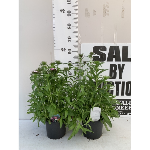 17 - TWO DIANTHUS 'DASH' IN 2 LTR POTS. APPROX 50-60CM TALL, TO BE SOLD FOR THE PAIR