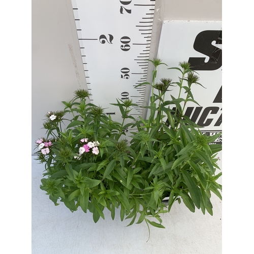 17 - TWO DIANTHUS 'DASH' IN 2 LTR POTS. APPROX 50-60CM TALL, TO BE SOLD FOR THE PAIR