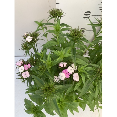 17 - TWO DIANTHUS 'DASH' IN 2 LTR POTS. APPROX 50-60CM TALL, TO BE SOLD FOR THE PAIR