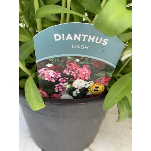 17 - TWO DIANTHUS 'DASH' IN 2 LTR POTS. APPROX 50-60CM TALL, TO BE SOLD FOR THE PAIR