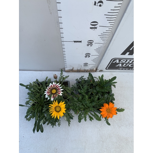 18 - EIGHT GAZANIA MIXED COLOUR ON TWO TRAYS. TO BE SOLD FOR THE EIGHT
