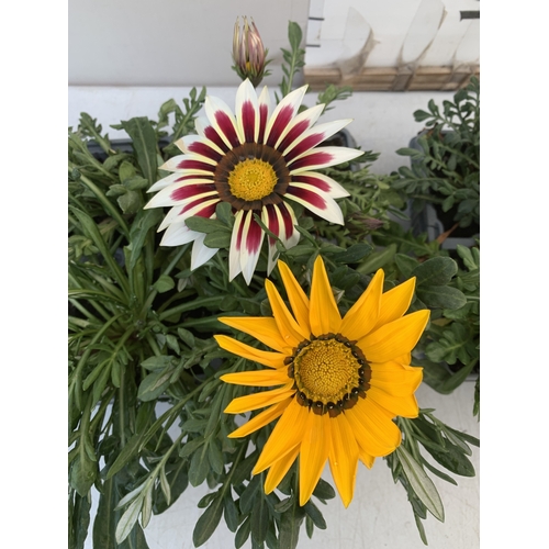 18 - EIGHT GAZANIA MIXED COLOUR ON TWO TRAYS. TO BE SOLD FOR THE EIGHT