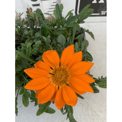 18 - EIGHT GAZANIA MIXED COLOUR ON TWO TRAYS. TO BE SOLD FOR THE EIGHT