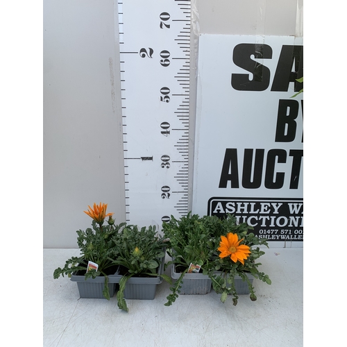 19 - EIGHT GAZANIA MIXED COLOUR ON TWO TRAYS. TO BE SOLD FOR THE EIGHT