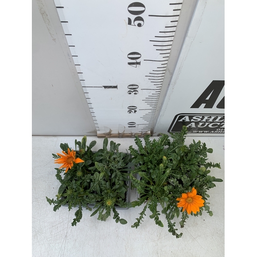 19 - EIGHT GAZANIA MIXED COLOUR ON TWO TRAYS. TO BE SOLD FOR THE EIGHT