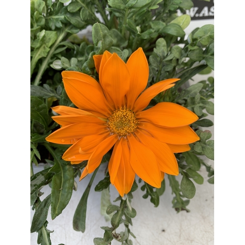 19 - EIGHT GAZANIA MIXED COLOUR ON TWO TRAYS. TO BE SOLD FOR THE EIGHT