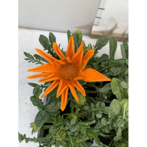 19 - EIGHT GAZANIA MIXED COLOUR ON TWO TRAYS. TO BE SOLD FOR THE EIGHT