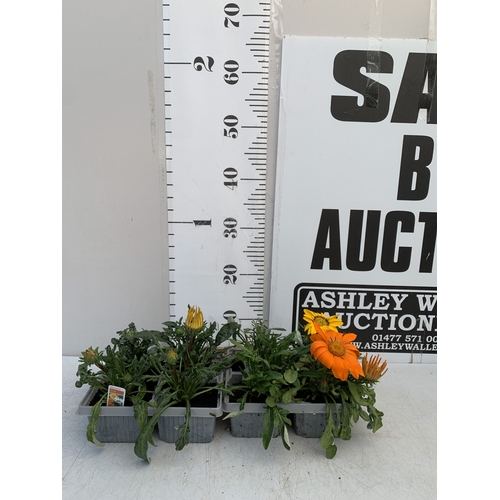 20 - EIGHT GAZANIA MIXED COLOUR ON TWO TRAYS. TO BE SOLD FOR THE EIGHT