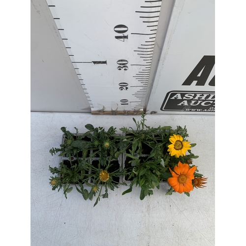 20 - EIGHT GAZANIA MIXED COLOUR ON TWO TRAYS. TO BE SOLD FOR THE EIGHT