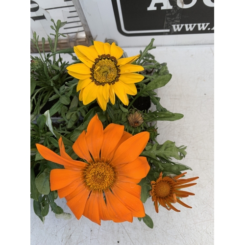 20 - EIGHT GAZANIA MIXED COLOUR ON TWO TRAYS. TO BE SOLD FOR THE EIGHT