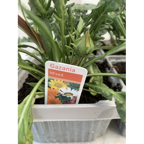 20 - EIGHT GAZANIA MIXED COLOUR ON TWO TRAYS. TO BE SOLD FOR THE EIGHT