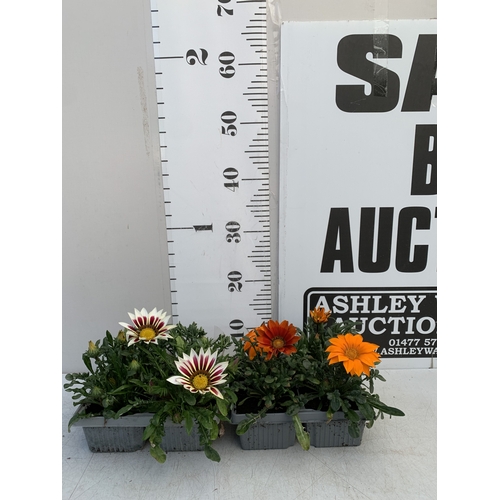 21 - EIGHT GAZANIA MIXED COLOUR ON TWO TRAYS. TO BE SOLD FOR THE EIGHT