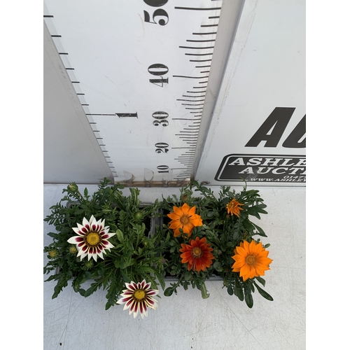 21 - EIGHT GAZANIA MIXED COLOUR ON TWO TRAYS. TO BE SOLD FOR THE EIGHT