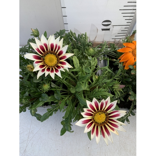 21 - EIGHT GAZANIA MIXED COLOUR ON TWO TRAYS. TO BE SOLD FOR THE EIGHT