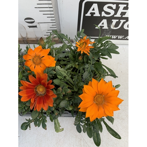 21 - EIGHT GAZANIA MIXED COLOUR ON TWO TRAYS. TO BE SOLD FOR THE EIGHT