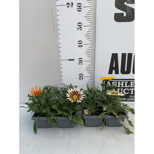 22 - EIGHT GAZANIA MIXED COLOUR ON TWO TRAYS. TO BE SOLD FOR THE EIGHT