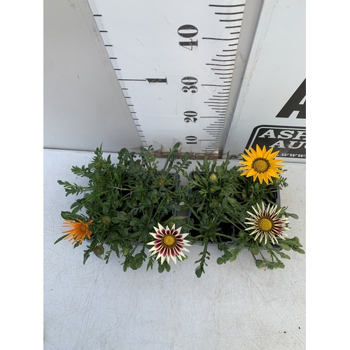 22 - EIGHT GAZANIA MIXED COLOUR ON TWO TRAYS. TO BE SOLD FOR THE EIGHT