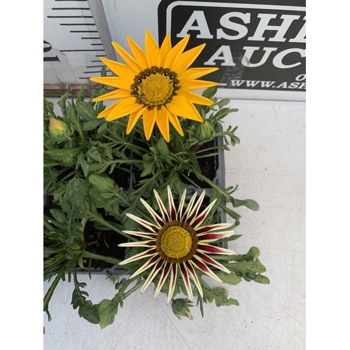 22 - EIGHT GAZANIA MIXED COLOUR ON TWO TRAYS. TO BE SOLD FOR THE EIGHT