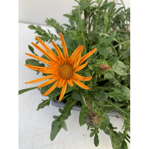 22 - EIGHT GAZANIA MIXED COLOUR ON TWO TRAYS. TO BE SOLD FOR THE EIGHT