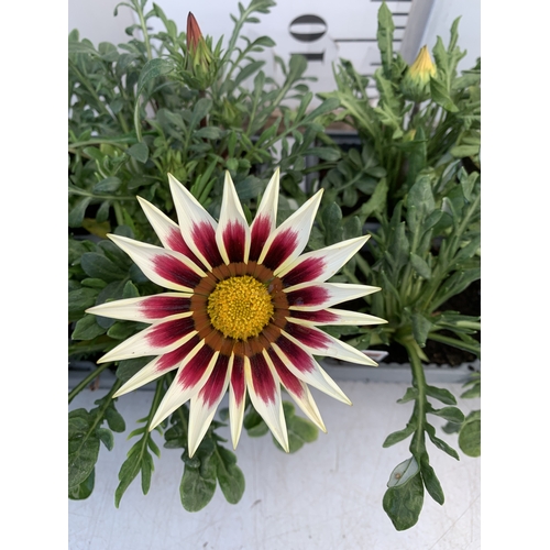 22 - EIGHT GAZANIA MIXED COLOUR ON TWO TRAYS. TO BE SOLD FOR THE EIGHT