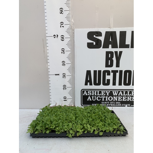 24 - A LARGE TRAY OF OVER FIFTY PETUNIAS 'EXPRESS MIX'. TO BE SOLD FOR THE FIFTY