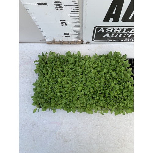 24 - A LARGE TRAY OF OVER FIFTY PETUNIAS 'EXPRESS MIX'. TO BE SOLD FOR THE FIFTY