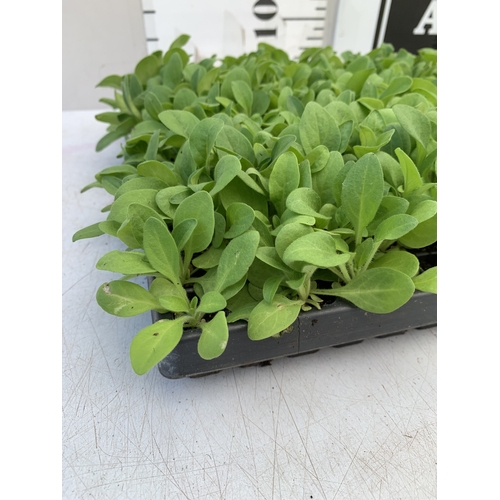 24 - A LARGE TRAY OF OVER FIFTY PETUNIAS 'EXPRESS MIX'. TO BE SOLD FOR THE FIFTY