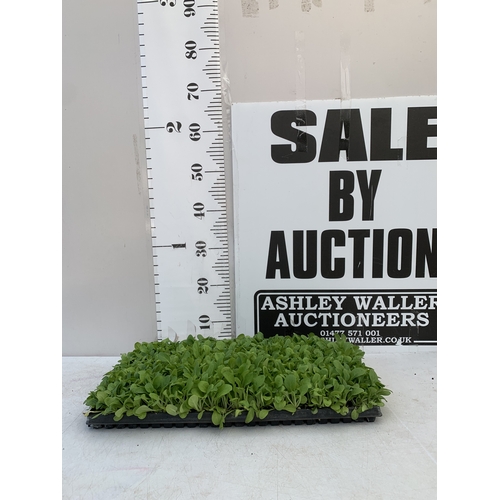 25 - A LARGE TRAY OF OVER FIFTY PETUNIAS 'EXPRESS MIX'. TO BE SOLD FOR THE FIFTY
